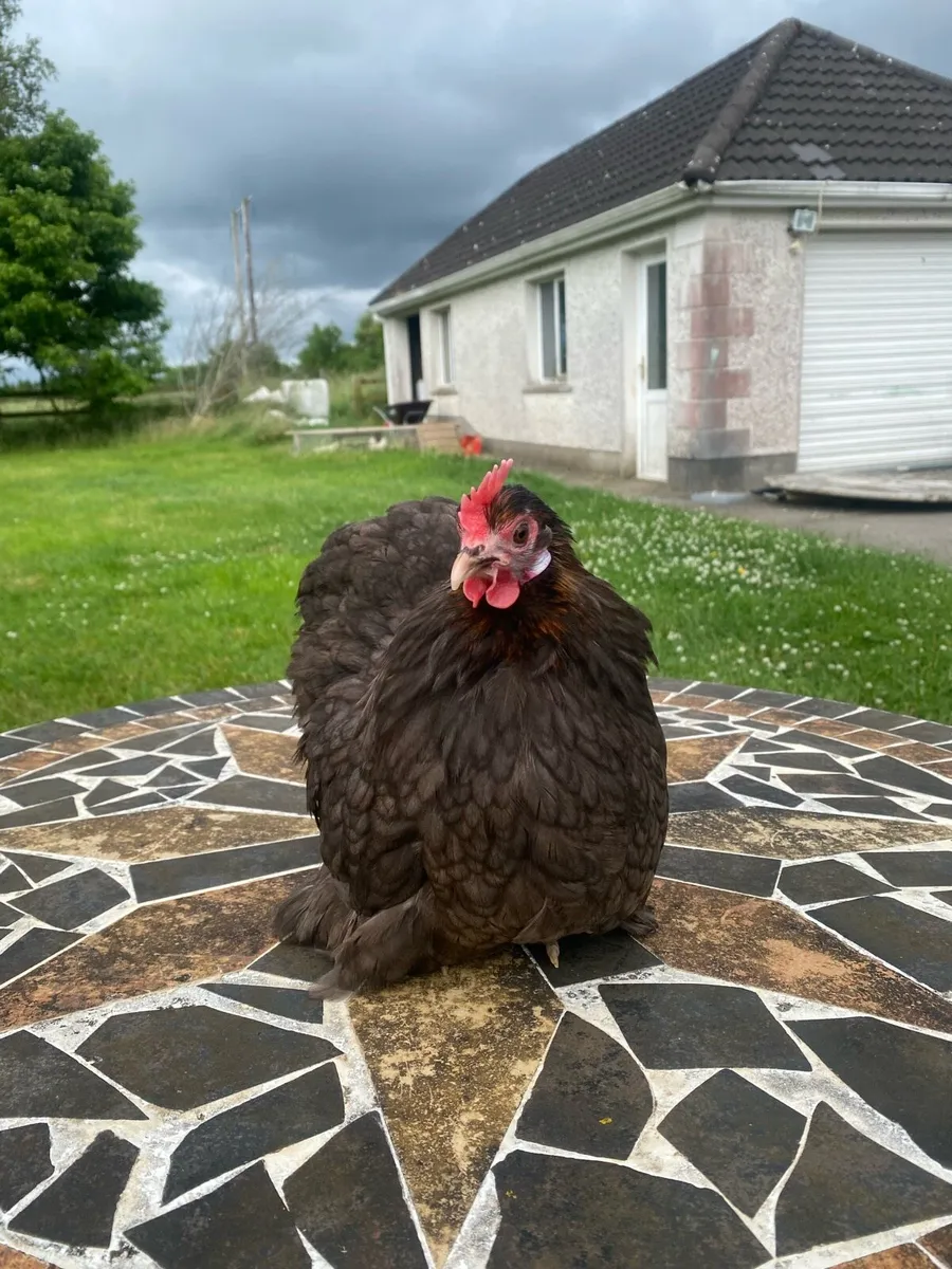 True bantam black pekin pair - Image 3