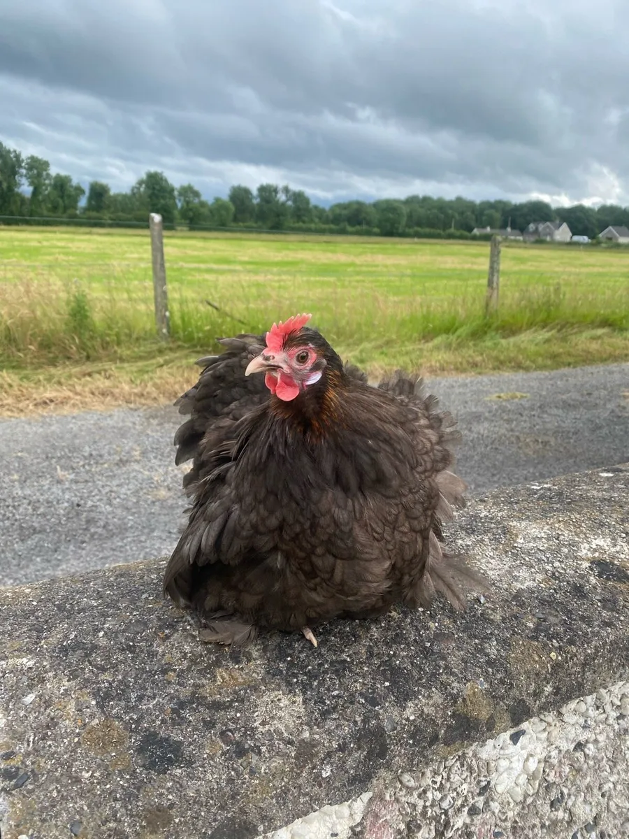 True bantam black pekin pair - Image 4