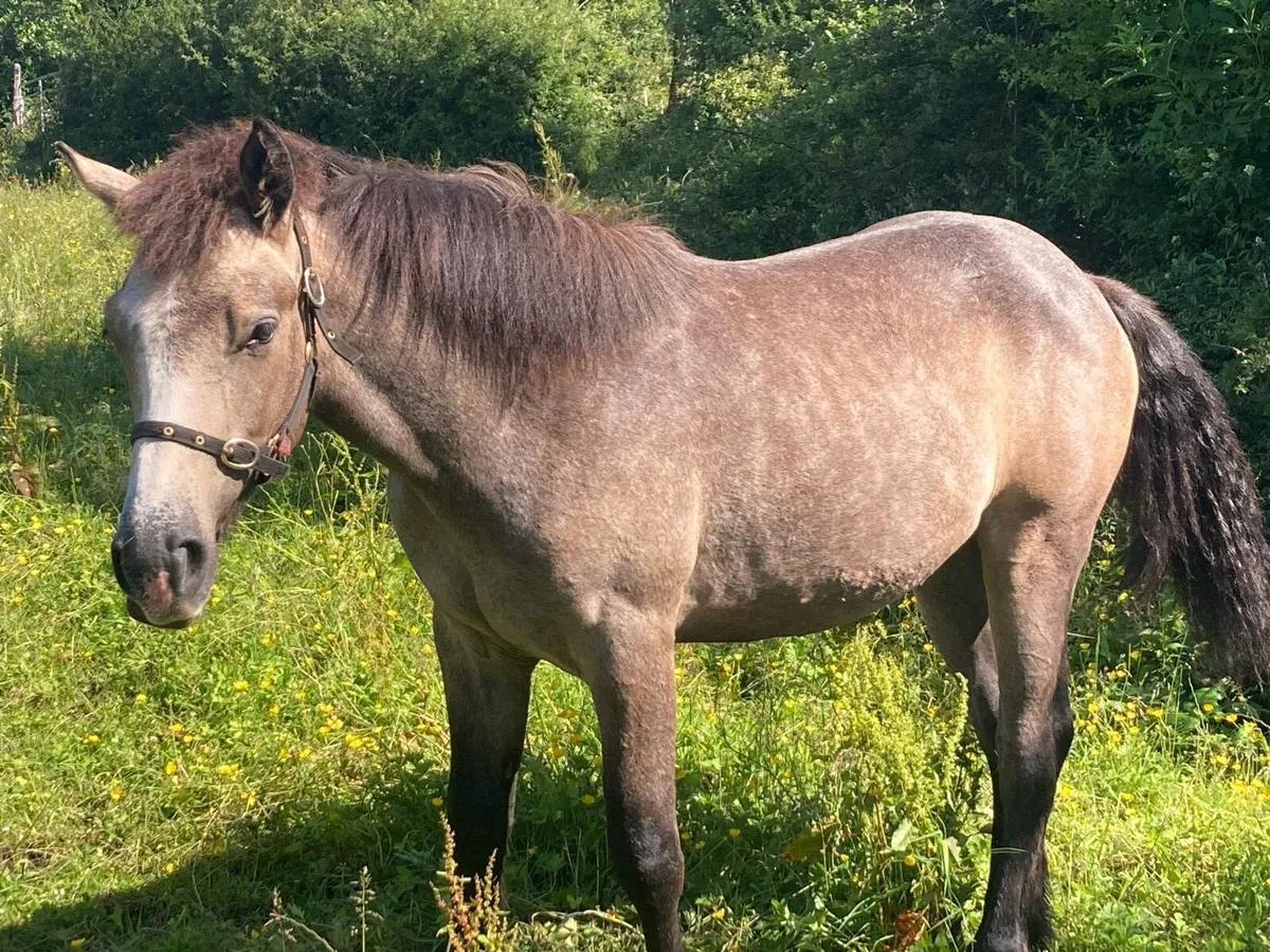 Pony - Image 2