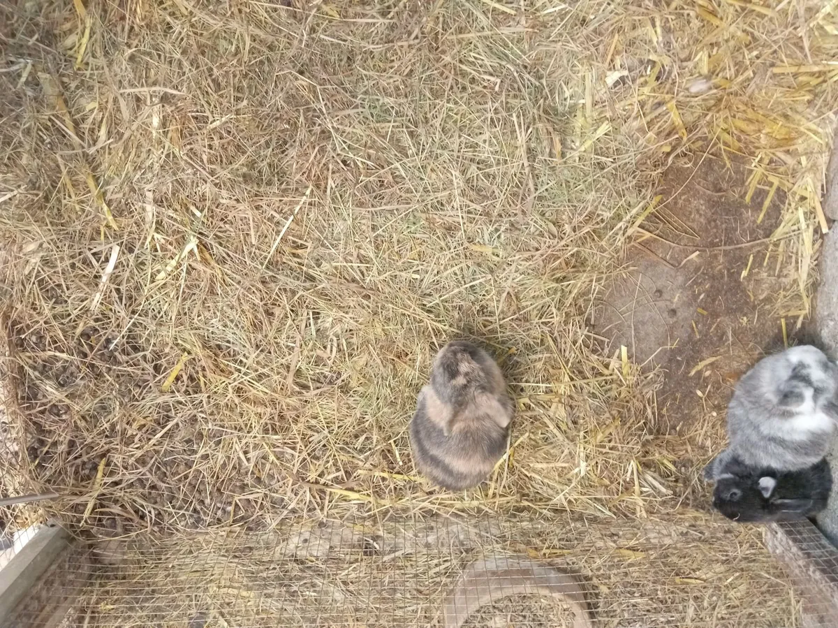 Rabbits - Image 2