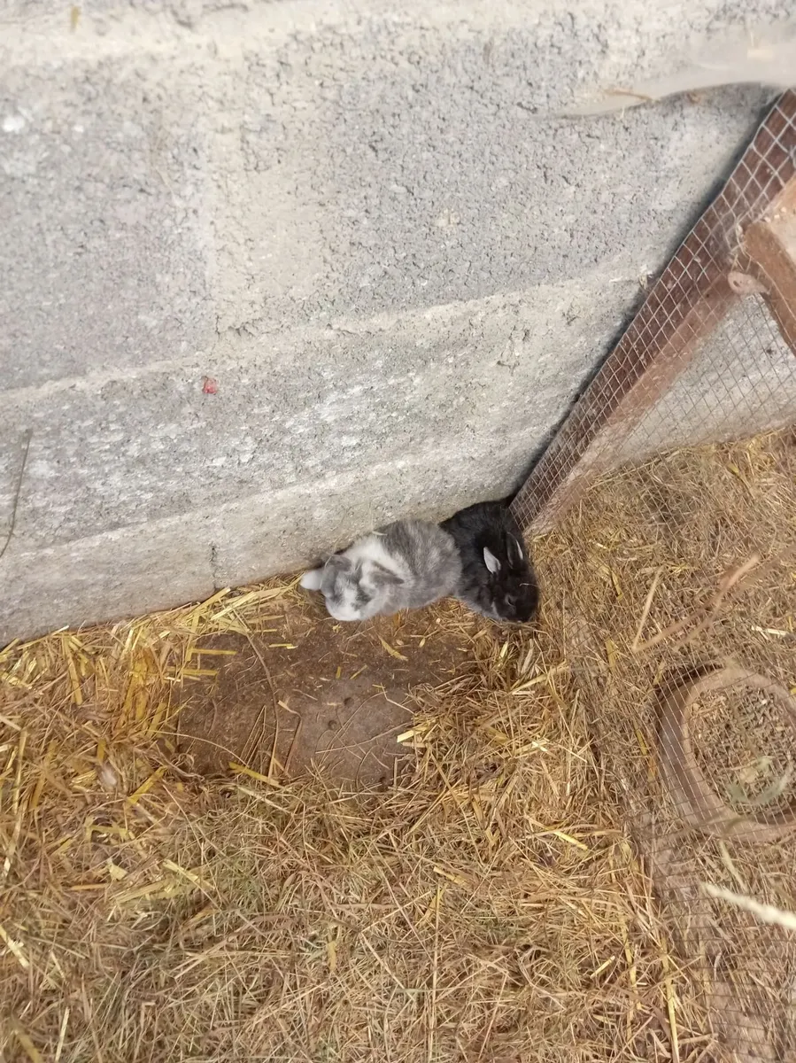 Rabbits - Image 3