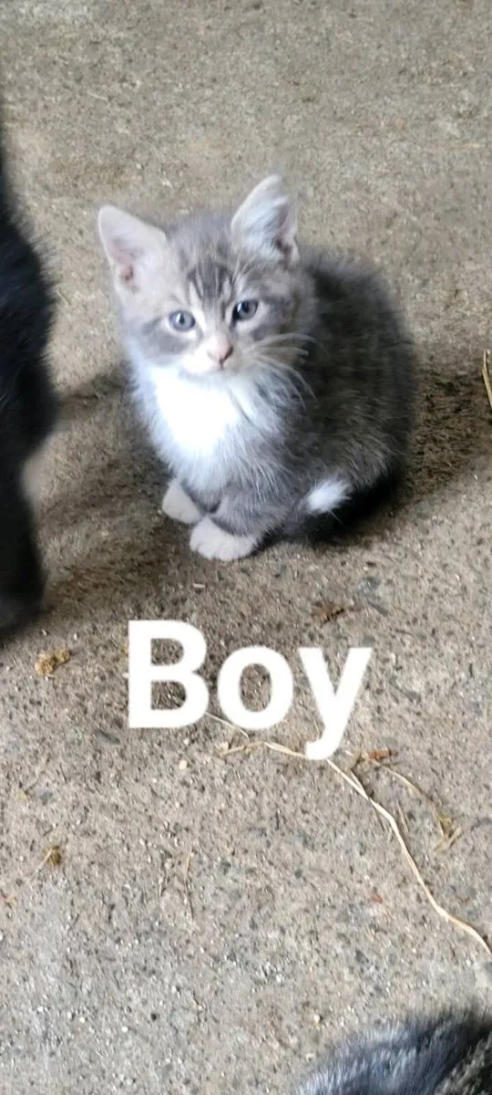 Kitten - Image 1