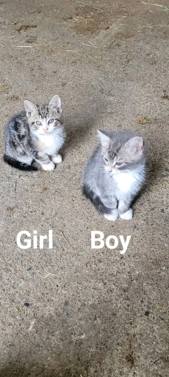 Kitten - Image 4
