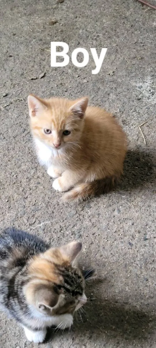 Kitten - Image 2
