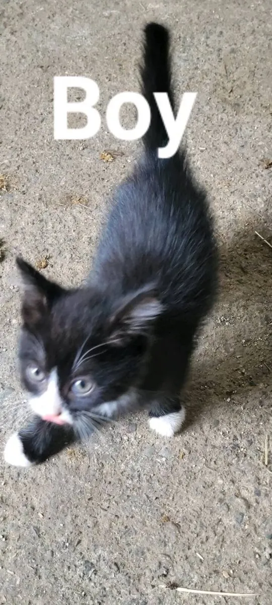 Kitten - Image 3