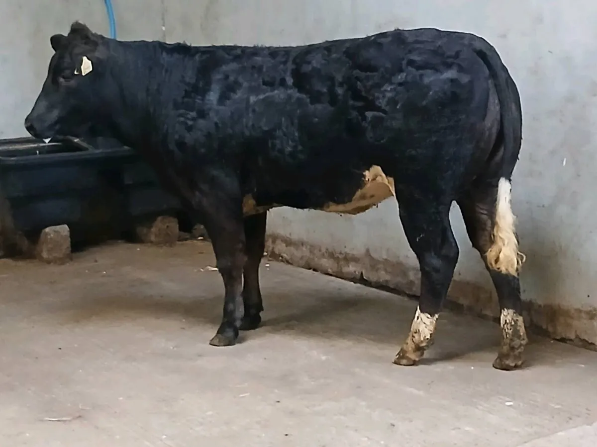 1 Super  LMX Heifer for sale - Image 3