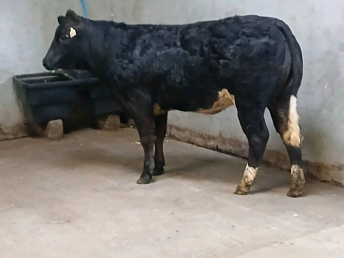 1 Super  LMX Heifer for sale - Image 4