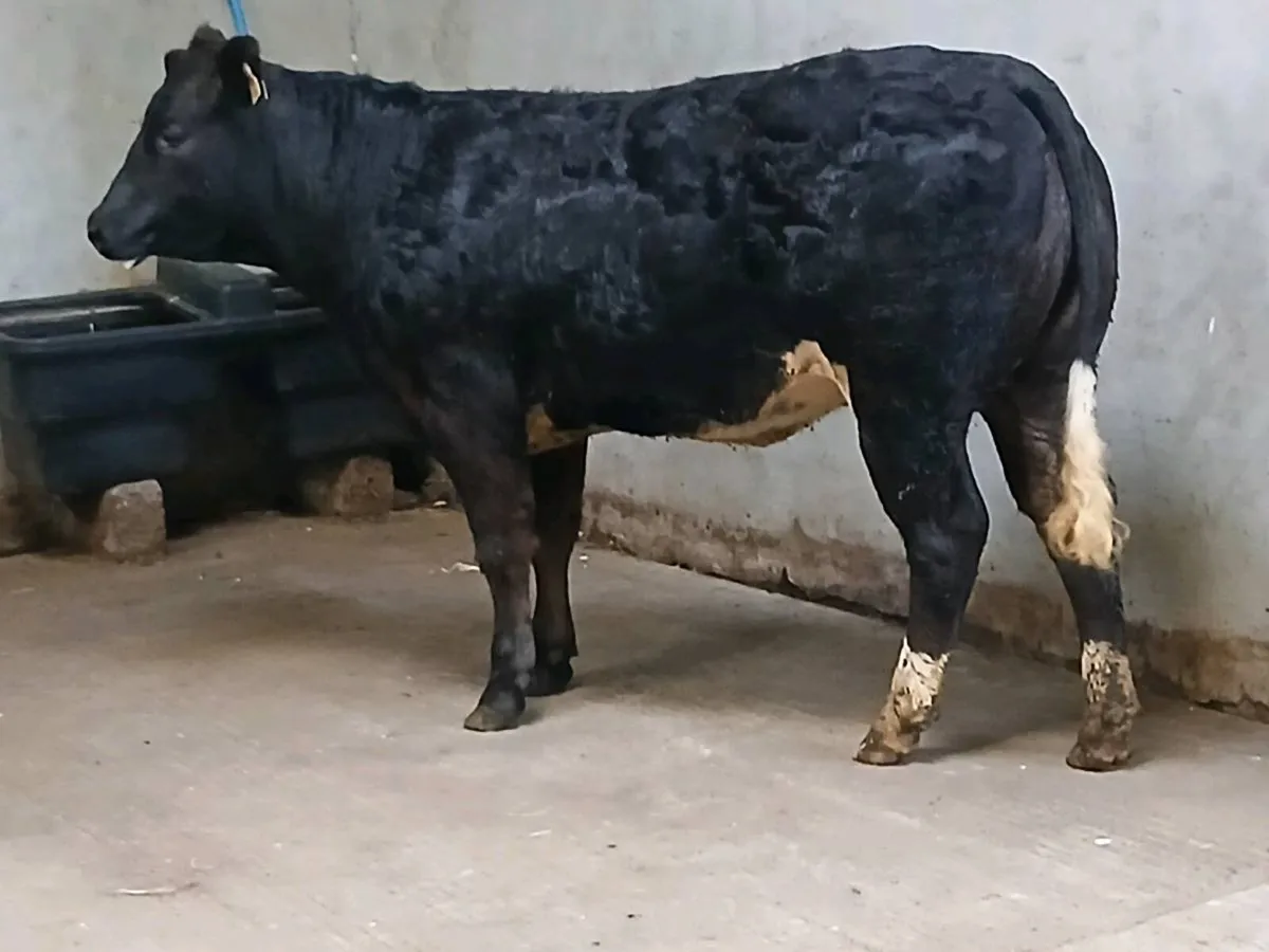 1 Super  LMX Heifer for sale - Image 2