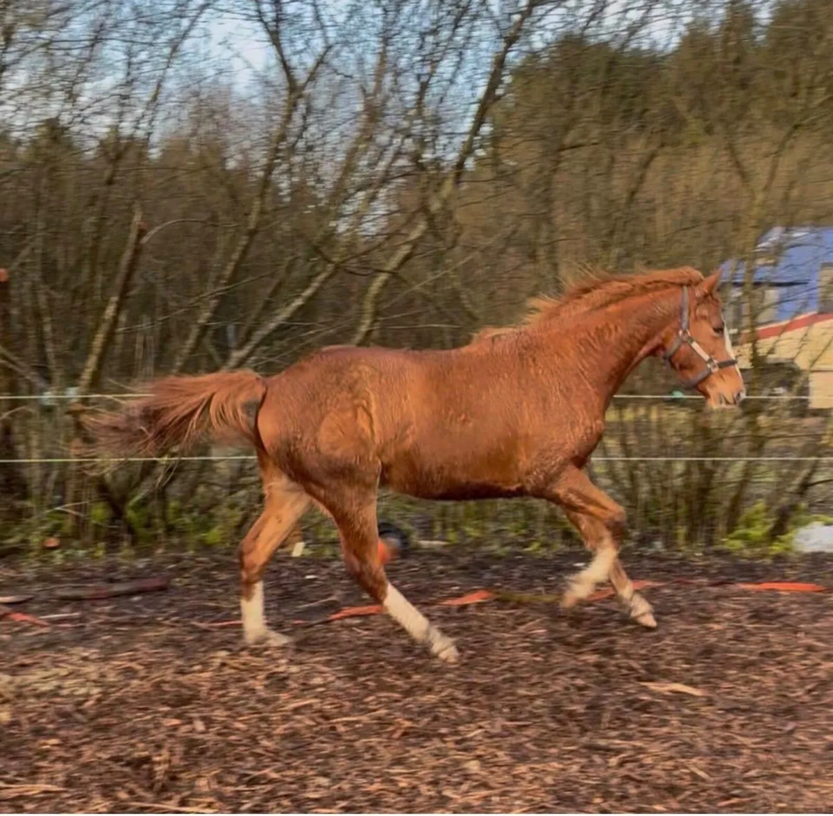 Quality 3yo TIH gelding - Image 3