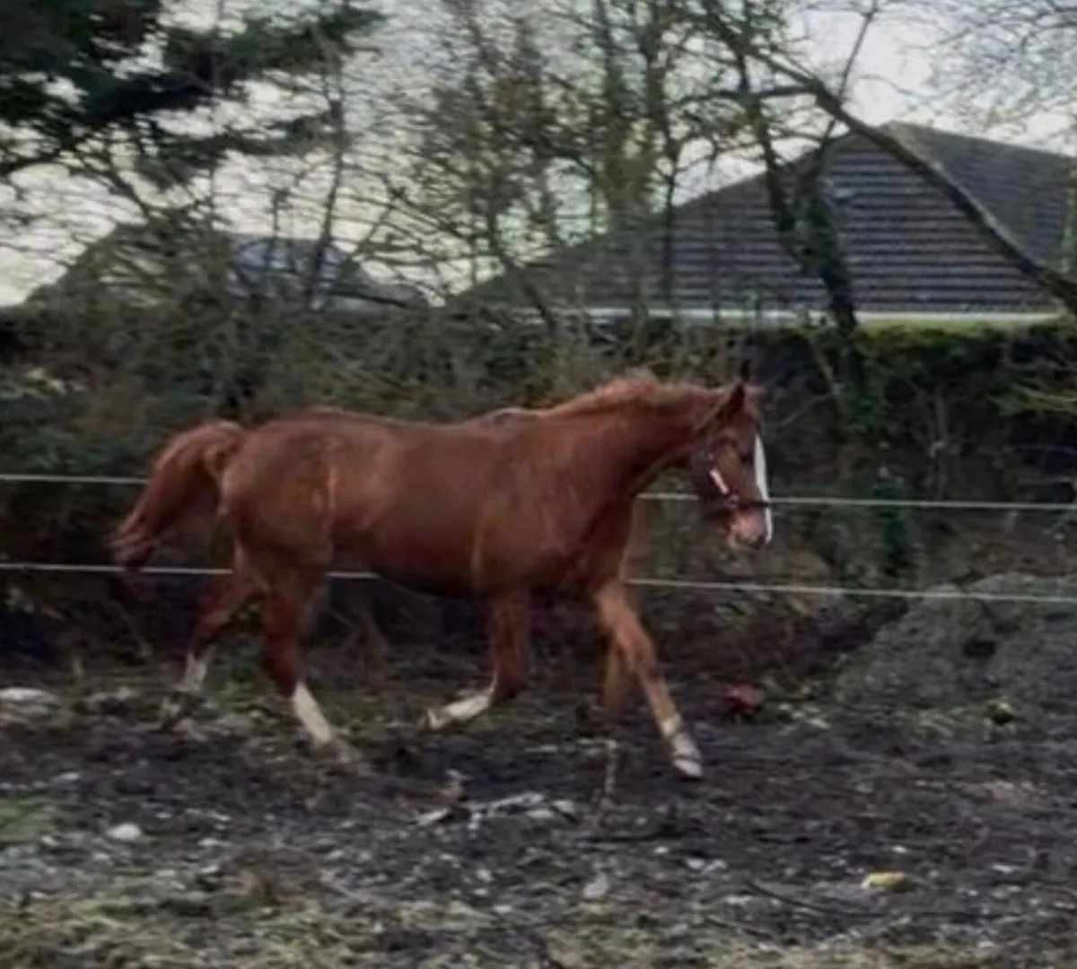 Quality 3yo TIH gelding - Image 4