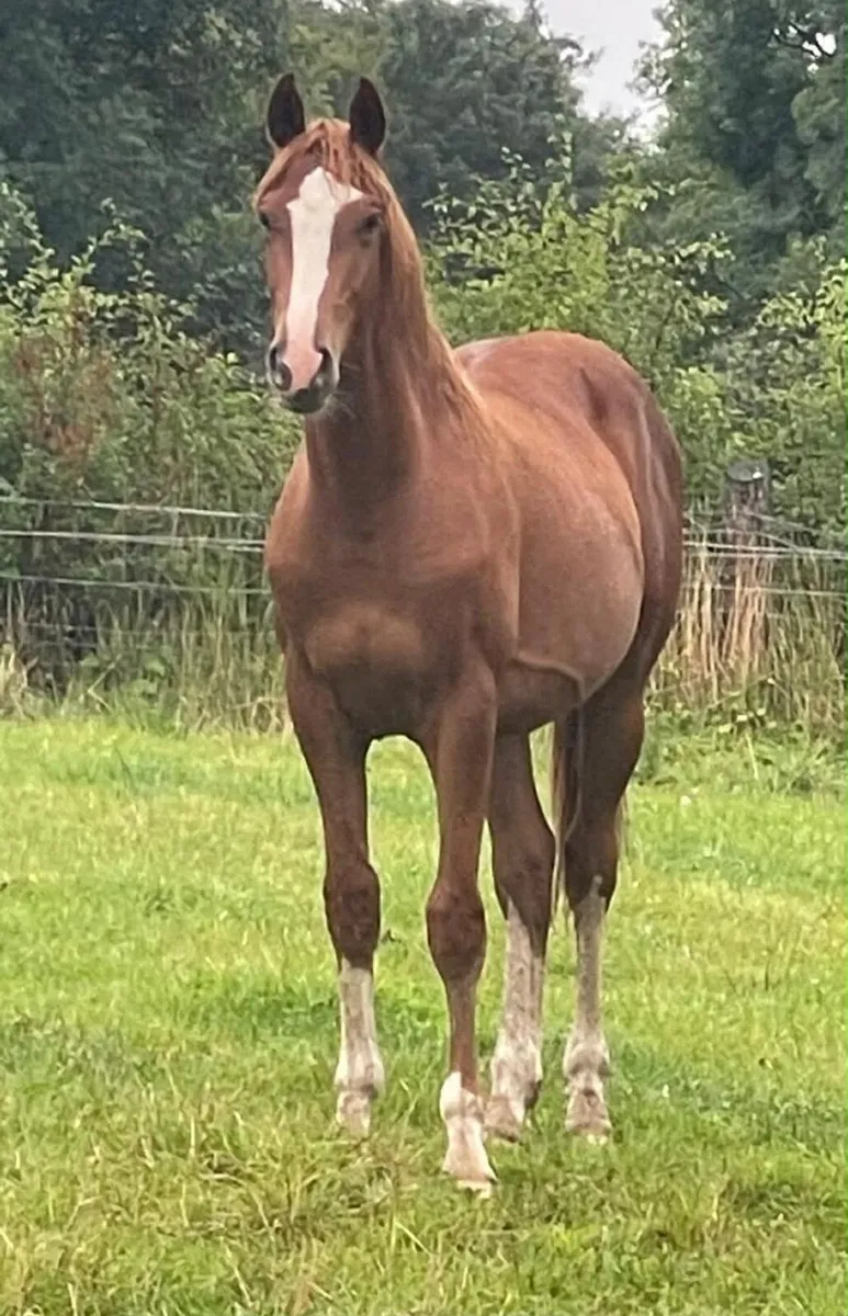 Quality 3yo TIH gelding - Image 1
