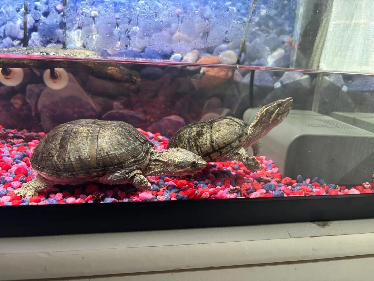 Turtles and turtle tank - Image 1