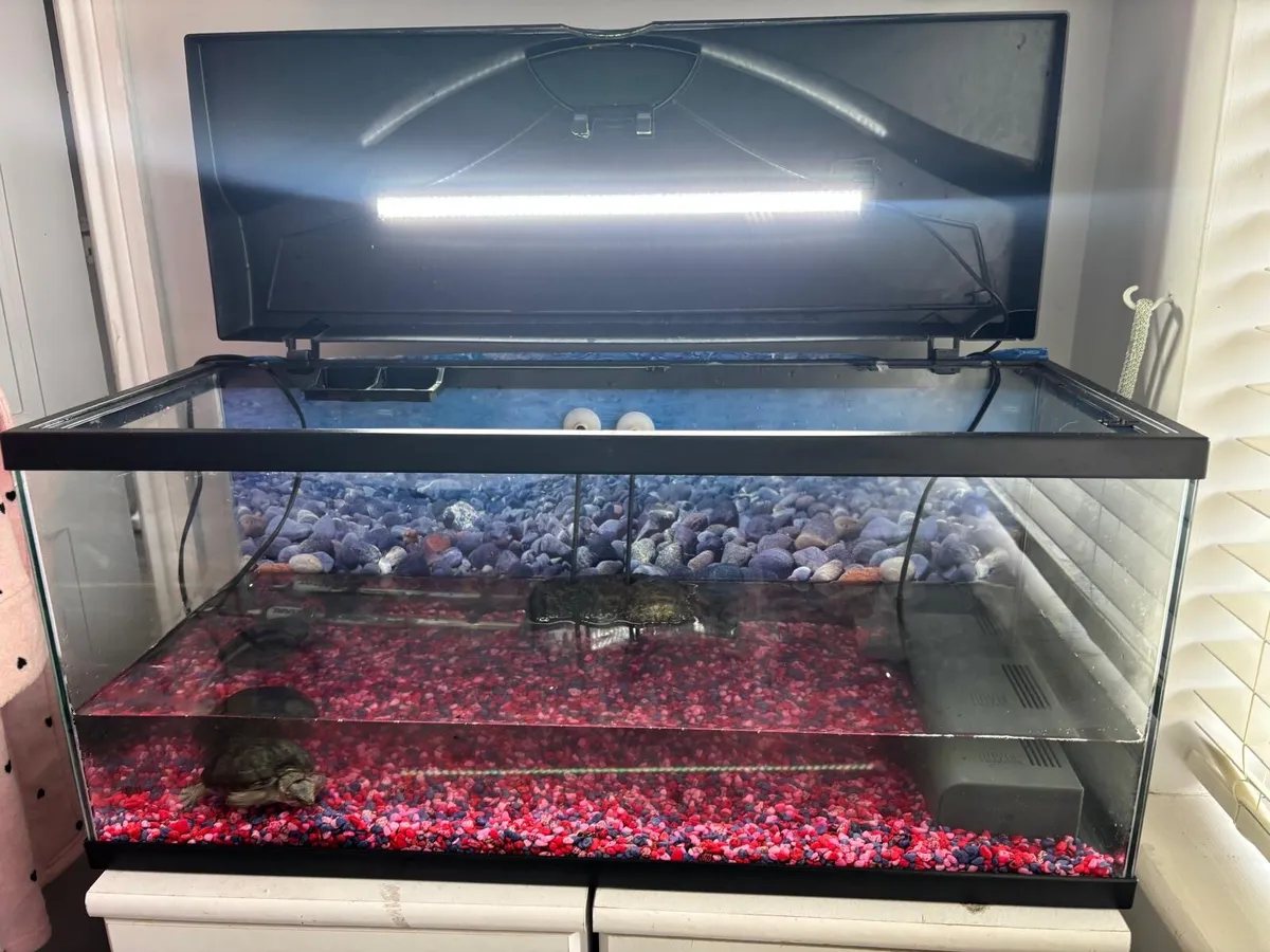 Turtles and turtle tank - Image 2