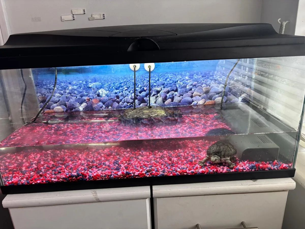 Turtles and turtle tank - Image 3