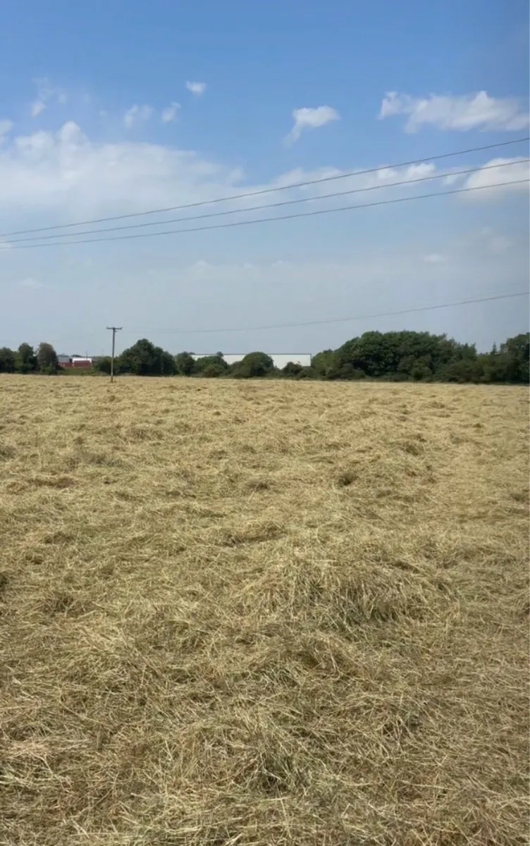 Hay - Image 3