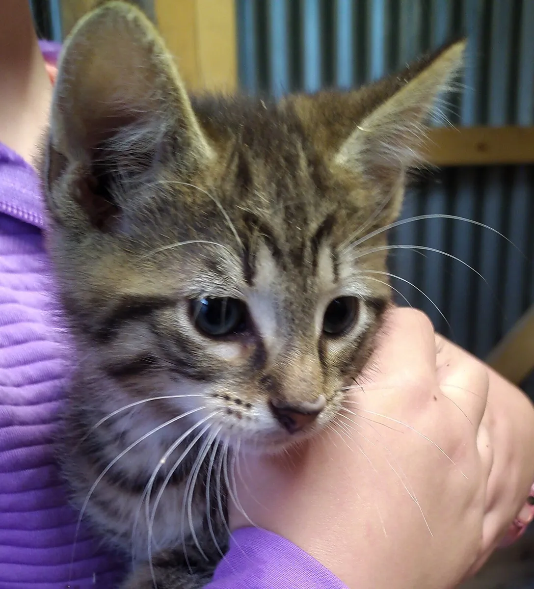 3 beautiful kittens - Image 1