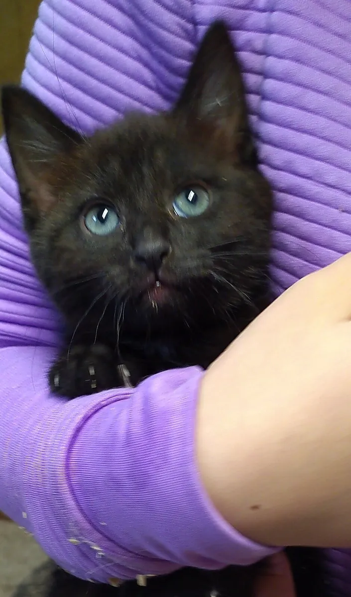 3 beautiful kittens - Image 2