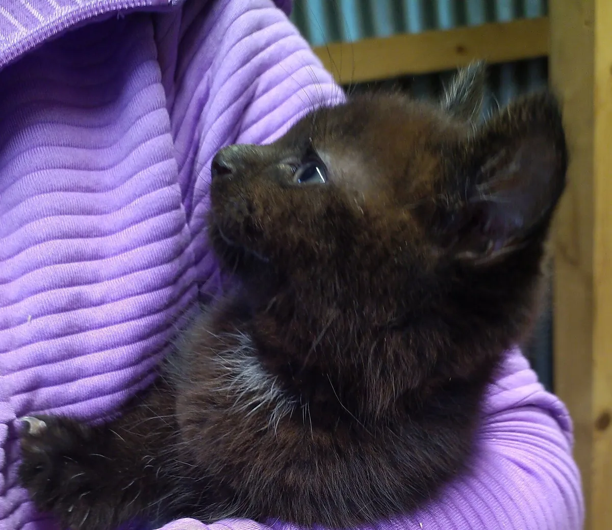 3 beautiful kittens - Image 3