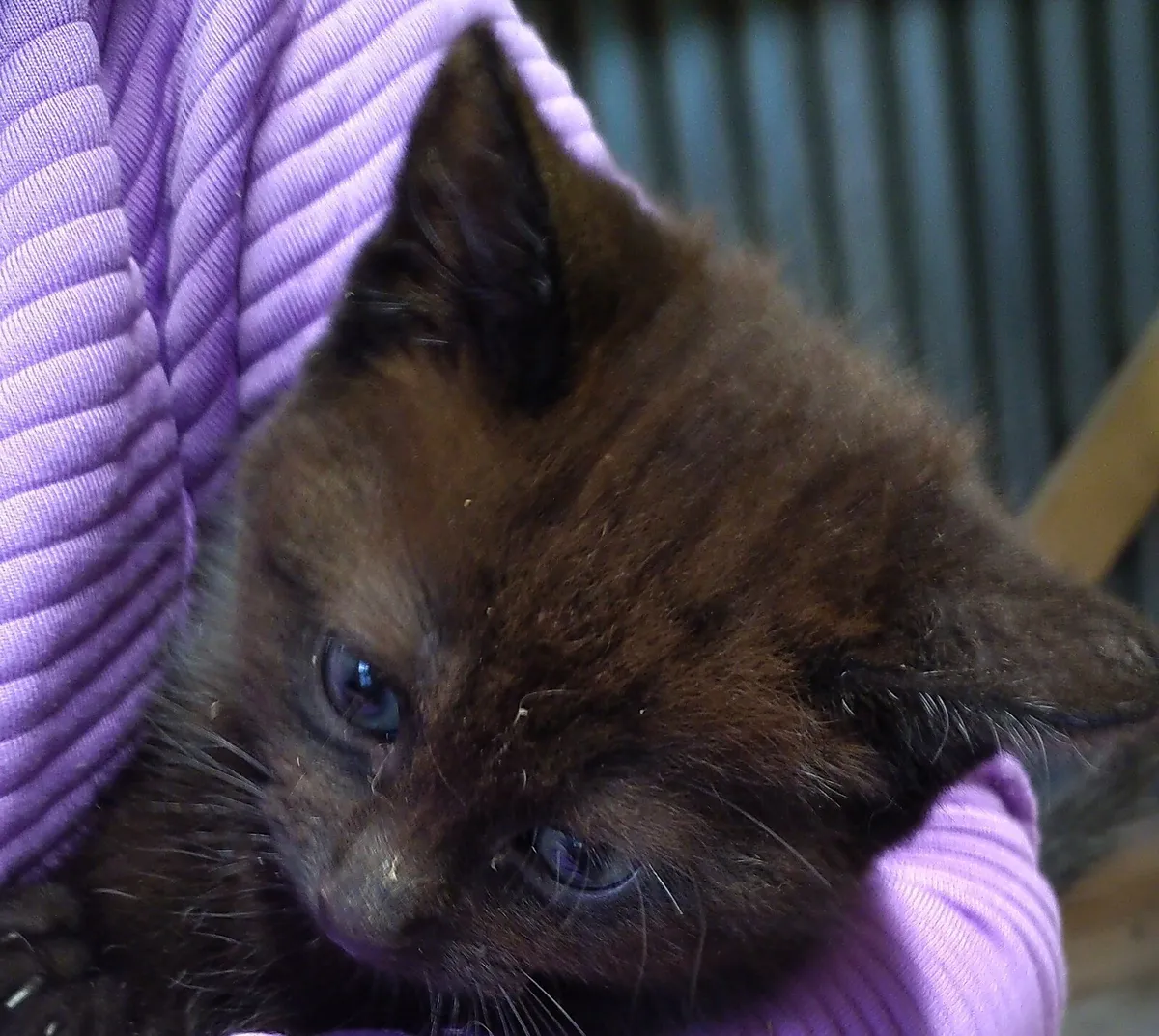 3 beautiful kittens - Image 4
