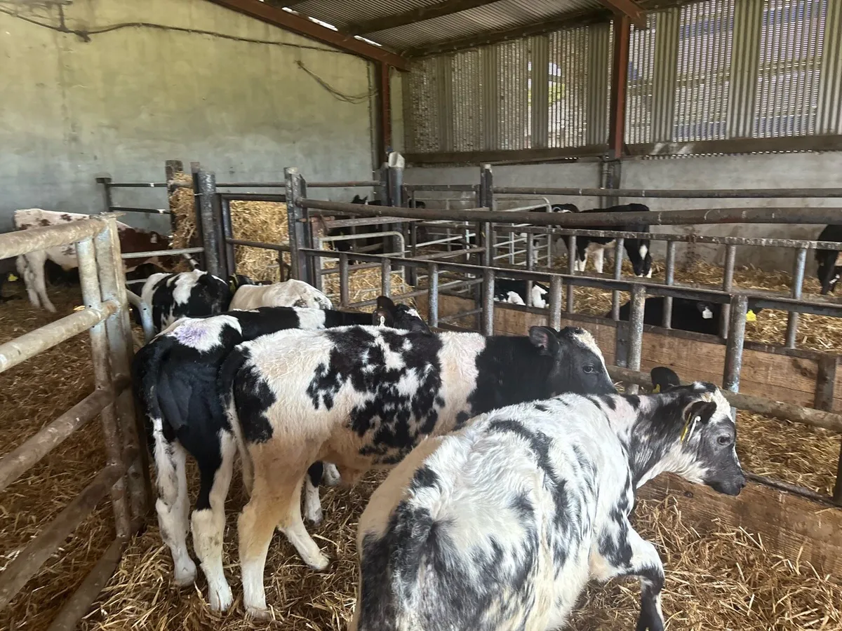 8 super weaned Belgian blue bulls - Image 1