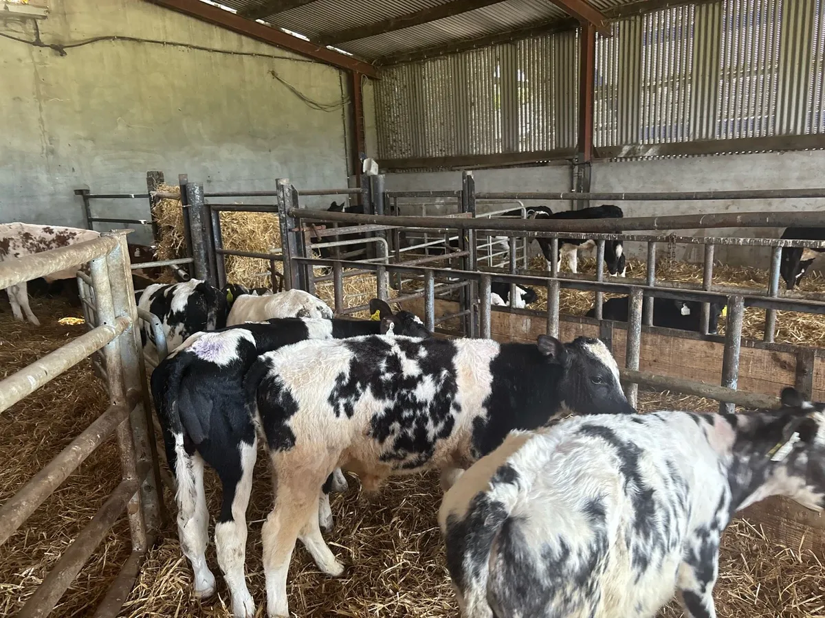 8 super weaned Belgian blue bulls - Image 2