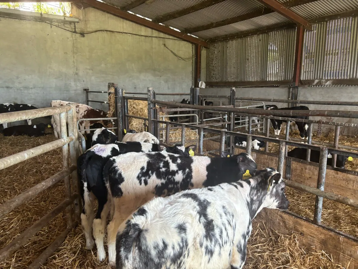 8 super weaned Belgian blue bulls - Image 3