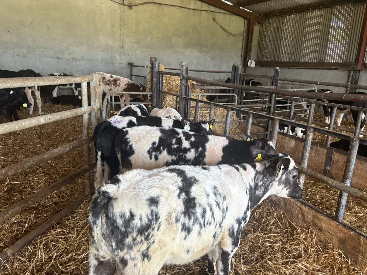 8 super weaned Belgian blue bulls - Image 4
