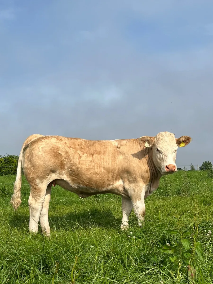 Pedigree Simmental heifer - Image 1