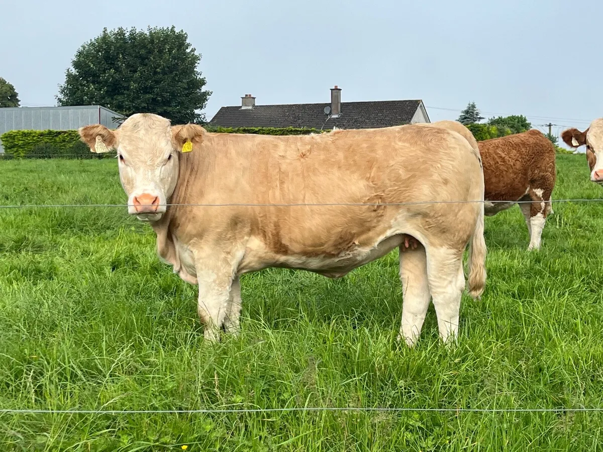 Pedigree Simmental heifer - Image 2