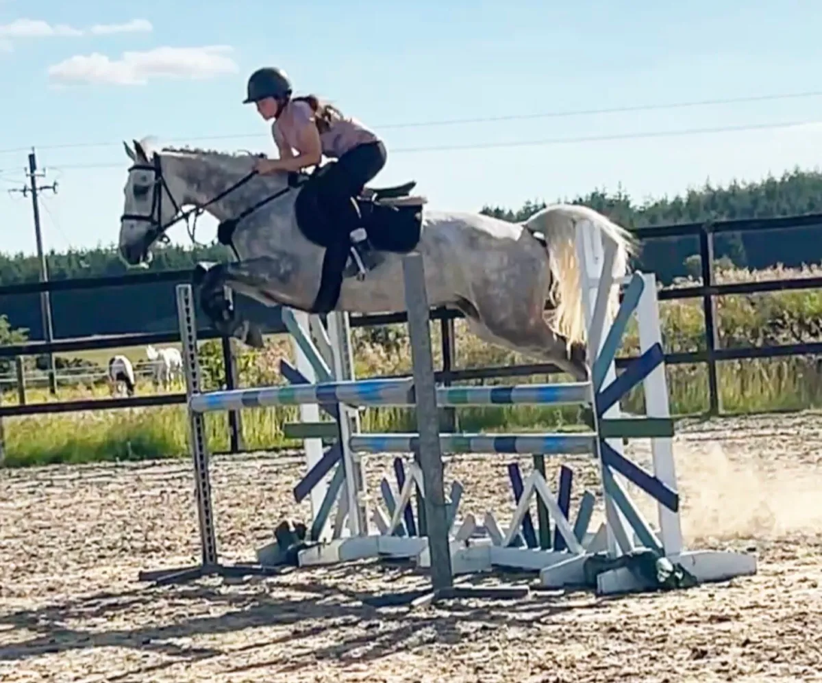 5yr Talented connemara gelding - Image 1