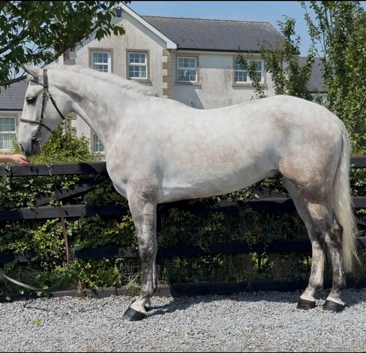 5yr Talented connemara gelding - Image 2