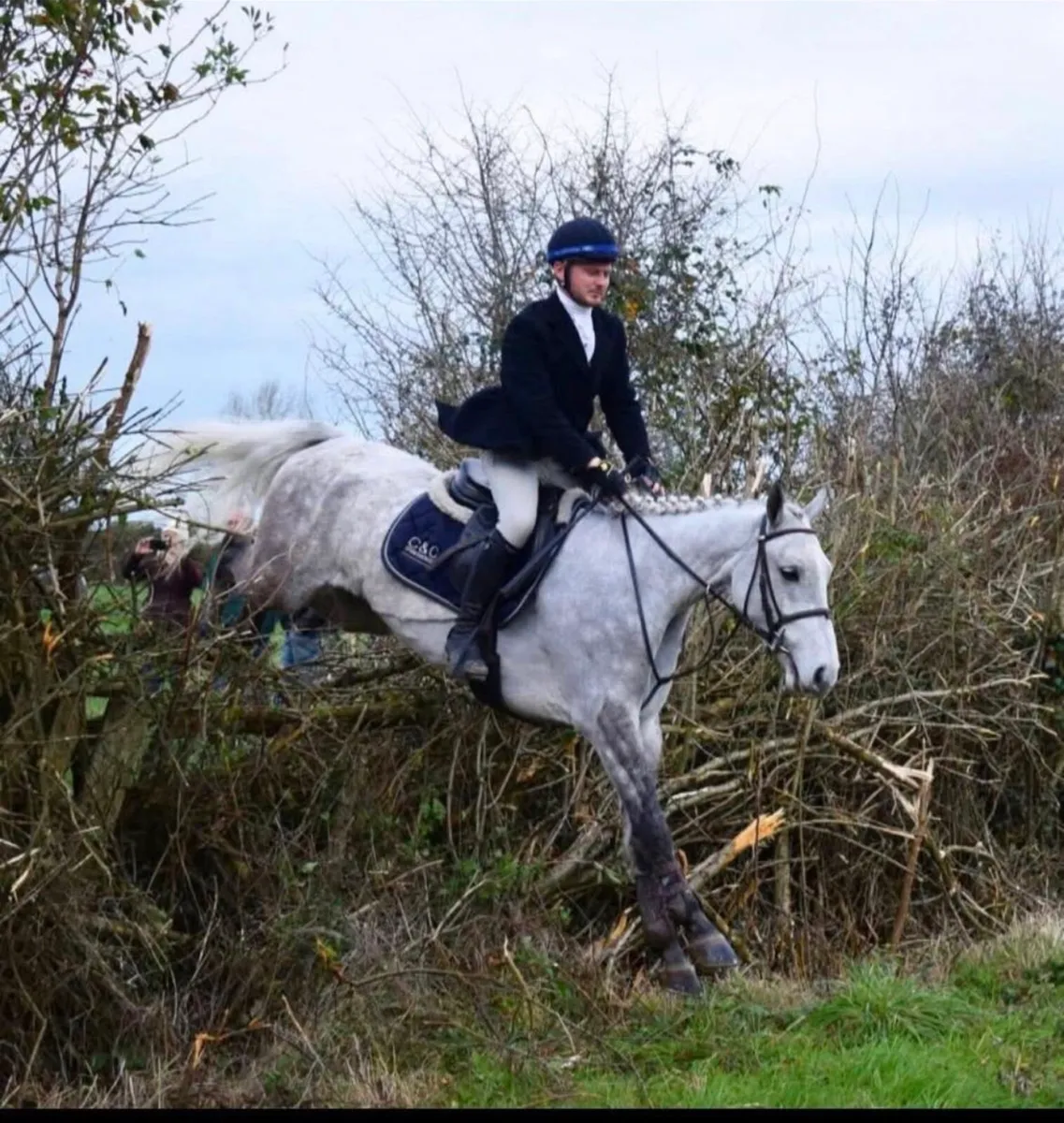 5yr Talented connemara gelding - Image 3
