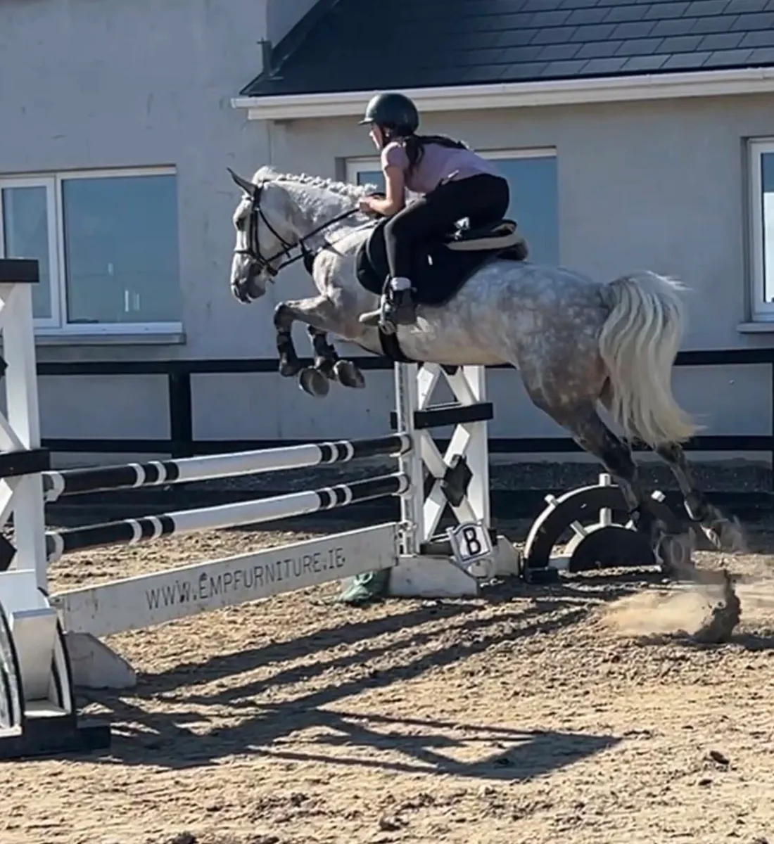 5yr Talented connemara gelding - Image 4