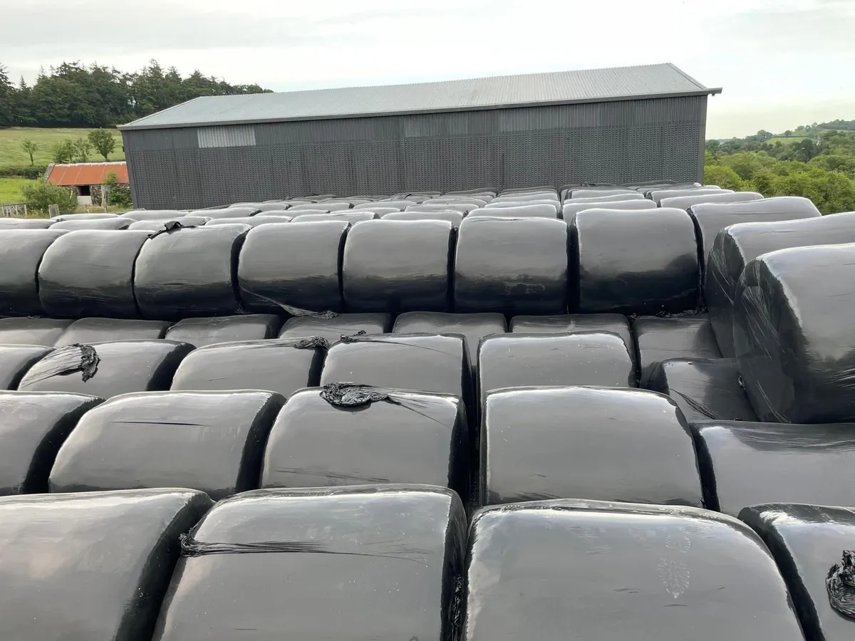 2025 silage - Image 4