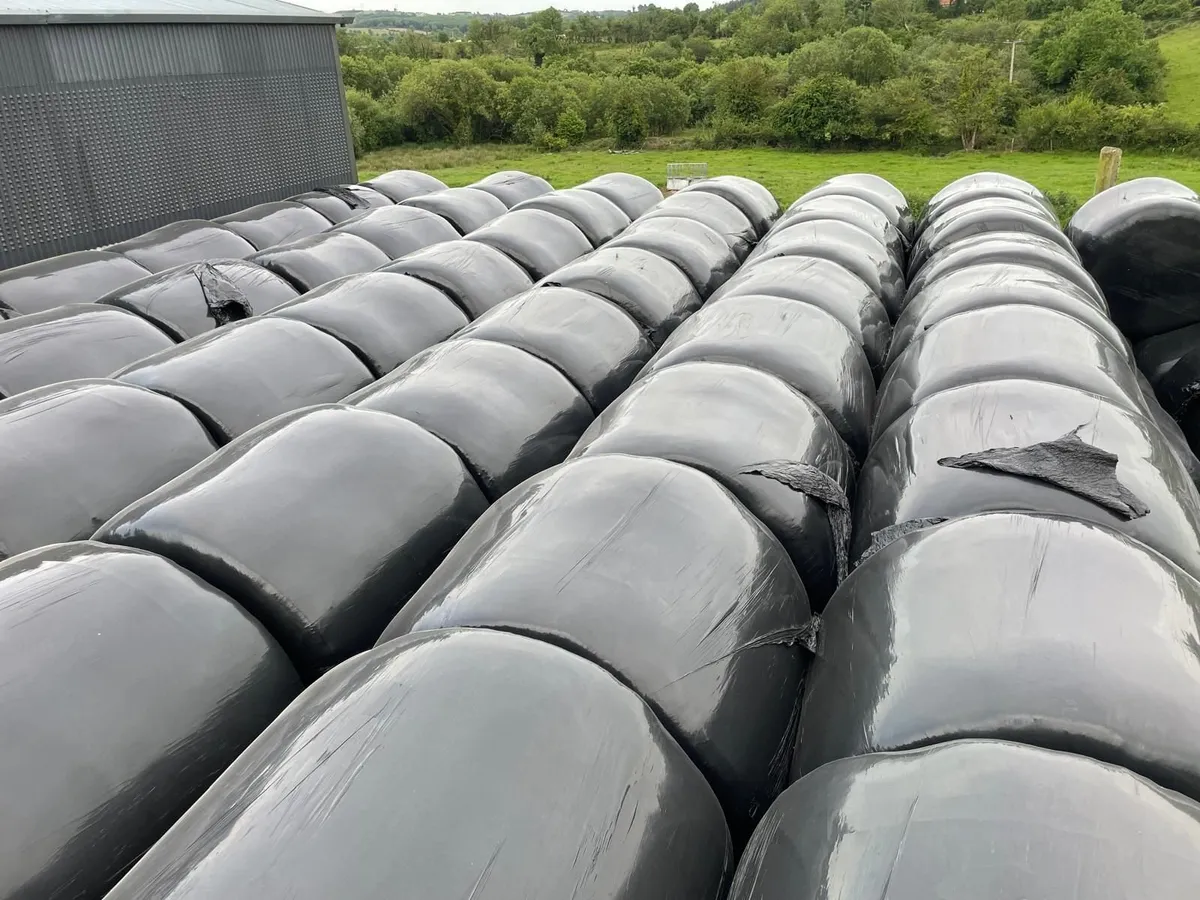 2025 silage - Image 1