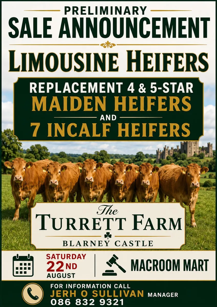 Macroom Mart suckler production sale - Image 1