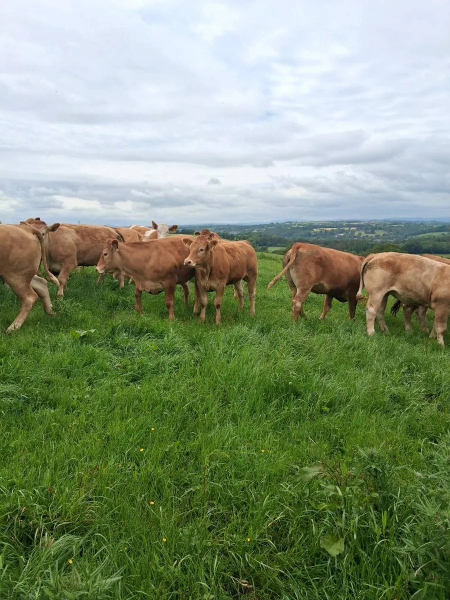 Macroom Mart suckler production sale - Image 2