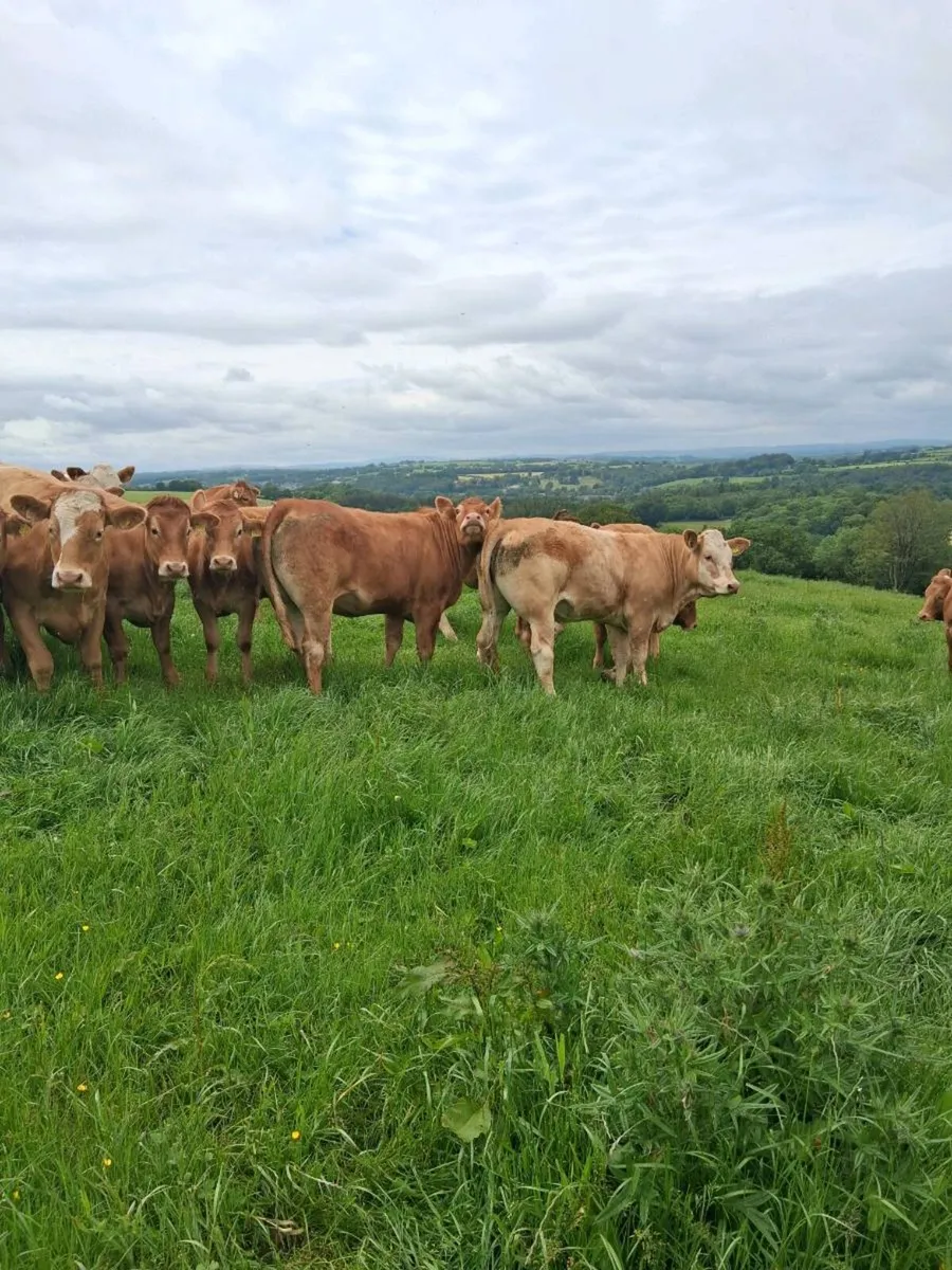 Macroom Mart suckler production sale - Image 3