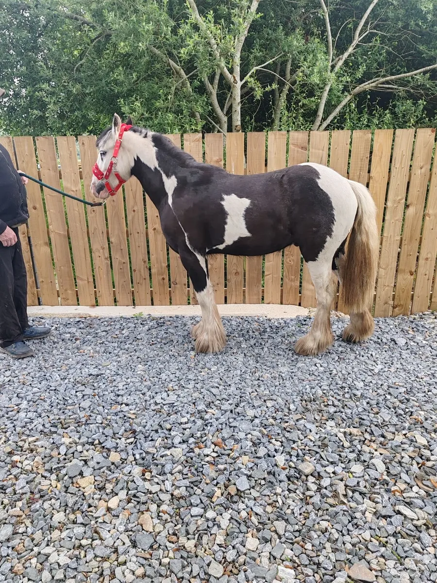 small cob for sale - Image 1