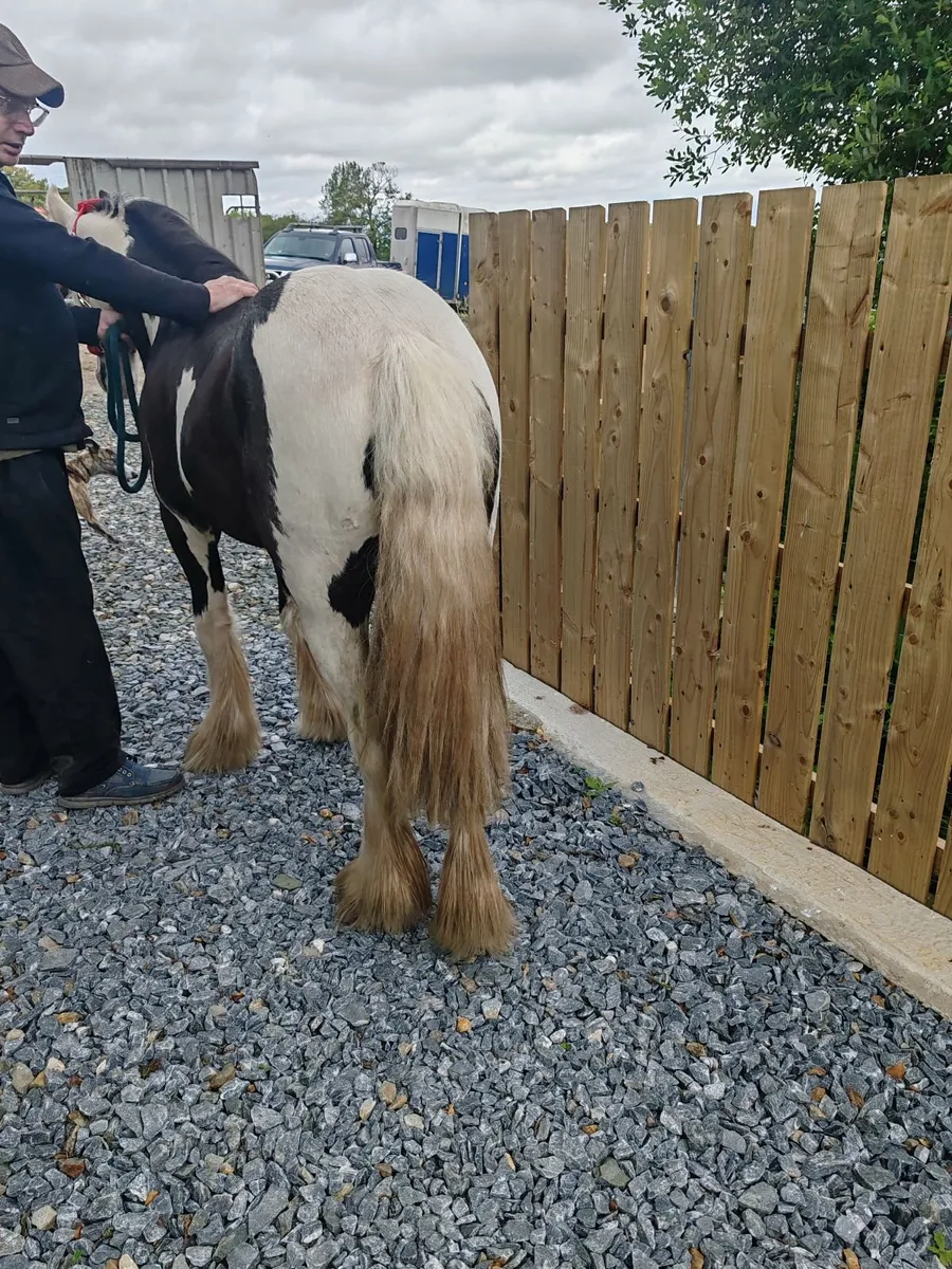 small cob for sale - Image 2