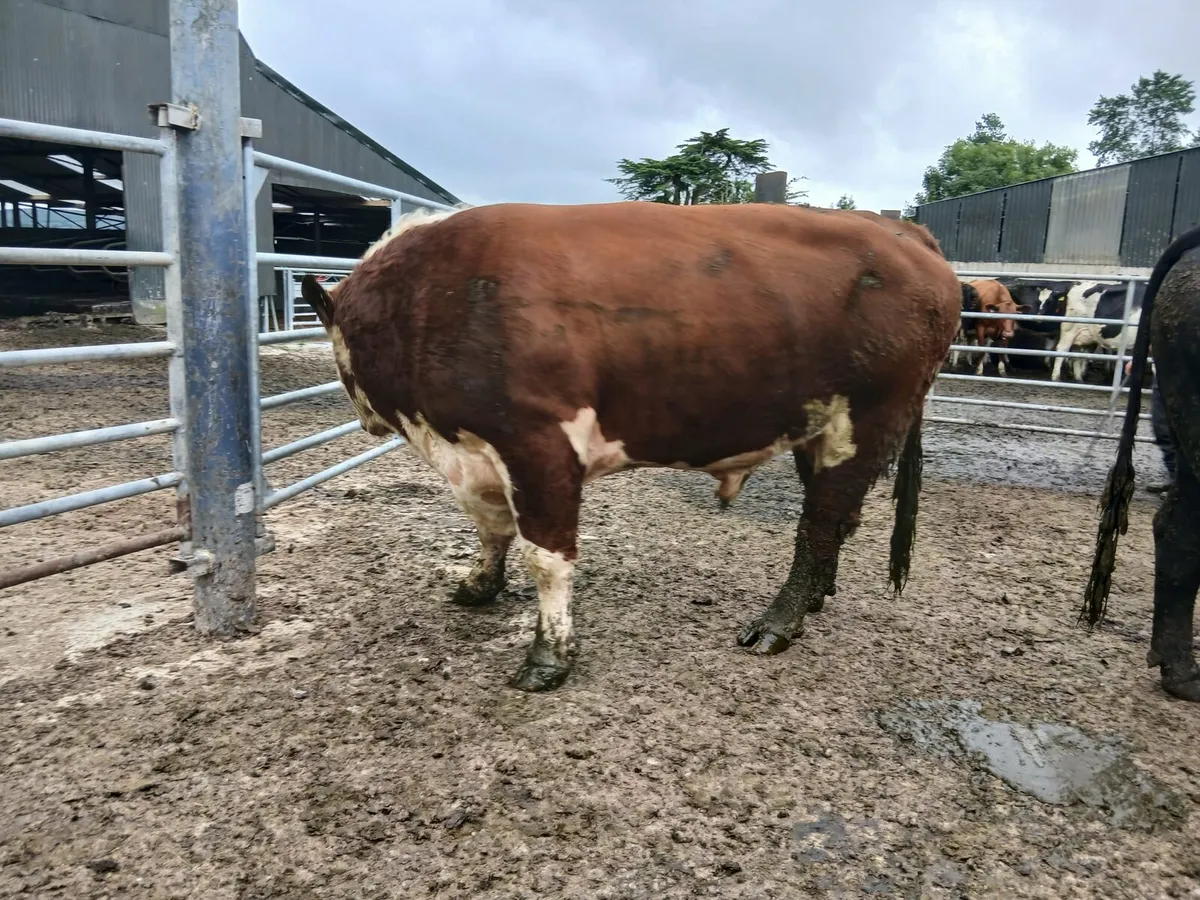 Pedigree Hereford Bull - Image 2