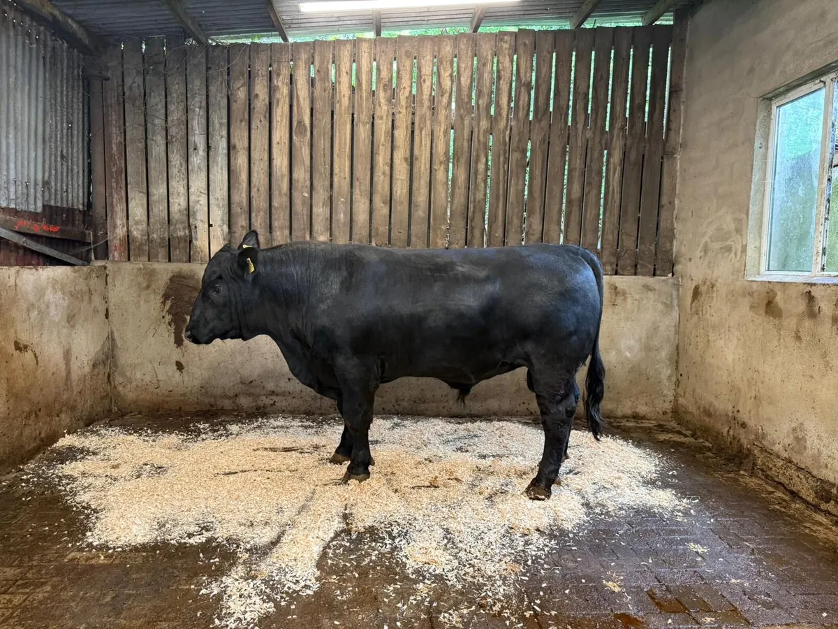 AA bull - Image 1