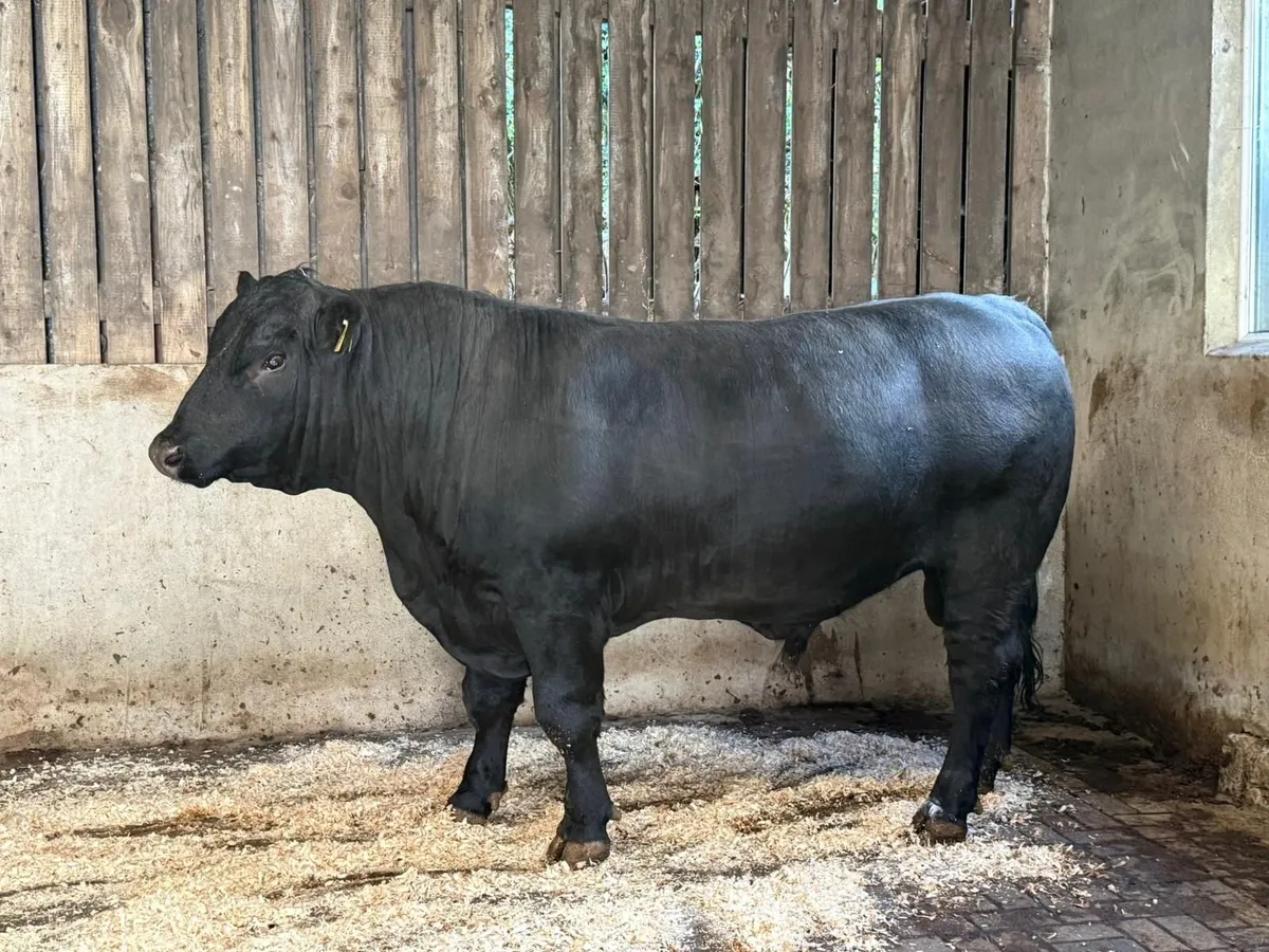 AA bull - Image 2