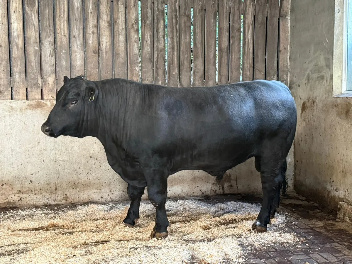 AA bull - Image 3