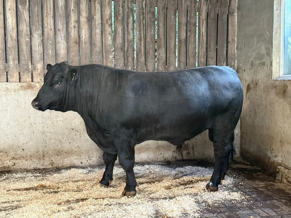 AA bull - Image 4