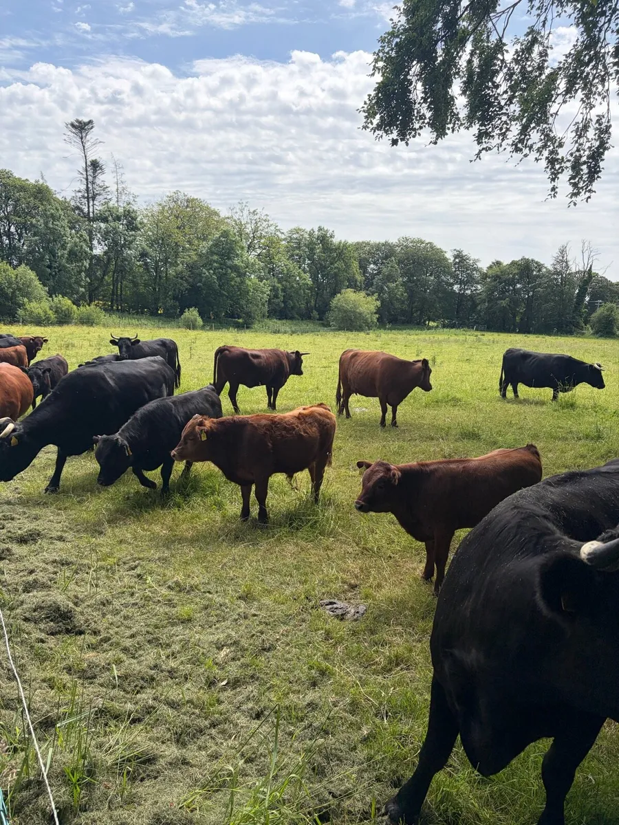 Dexter bull calves - Image 2