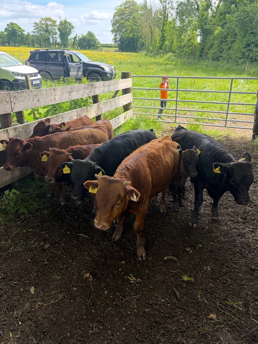 Dexter bull calves - Image 3