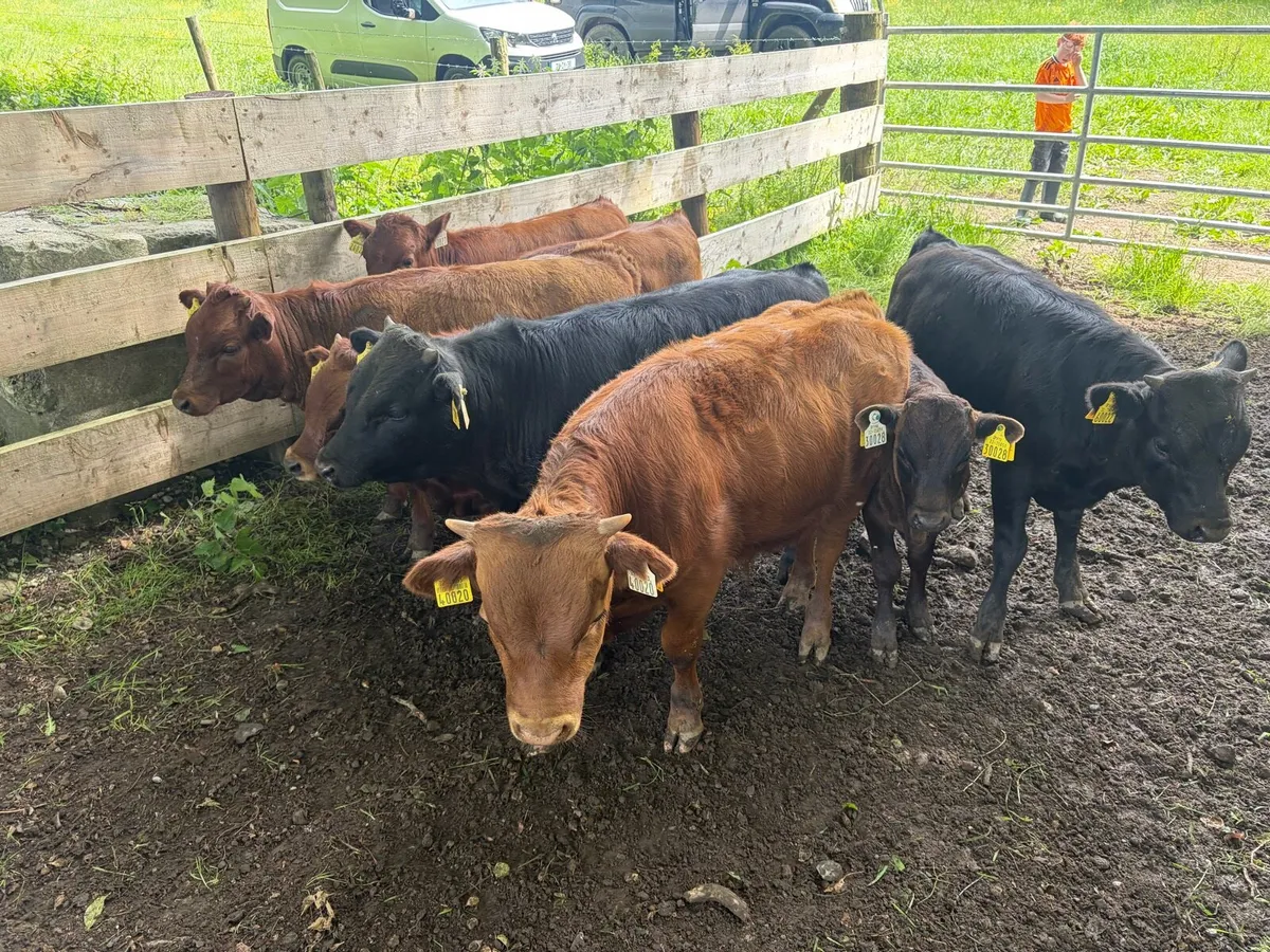 Dexter bull calves - Image 4