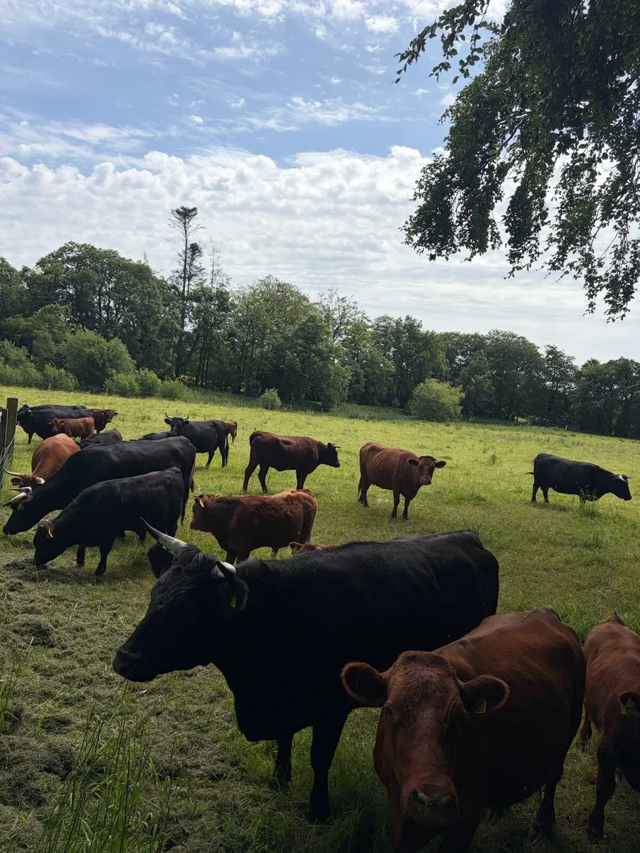 Dexter bull calves - Image 1