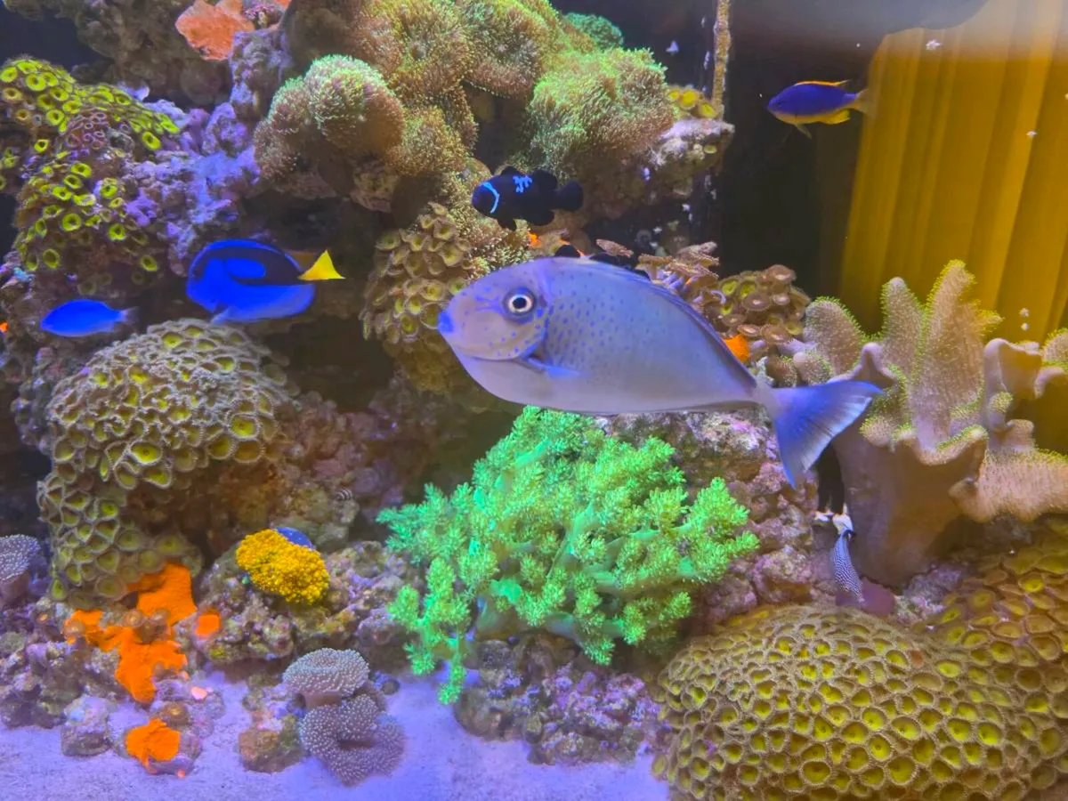 Aquarium fish tank marine saltwater - Image 3